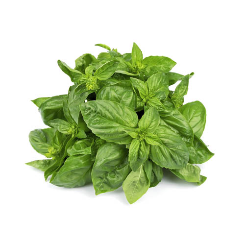 Albahaca